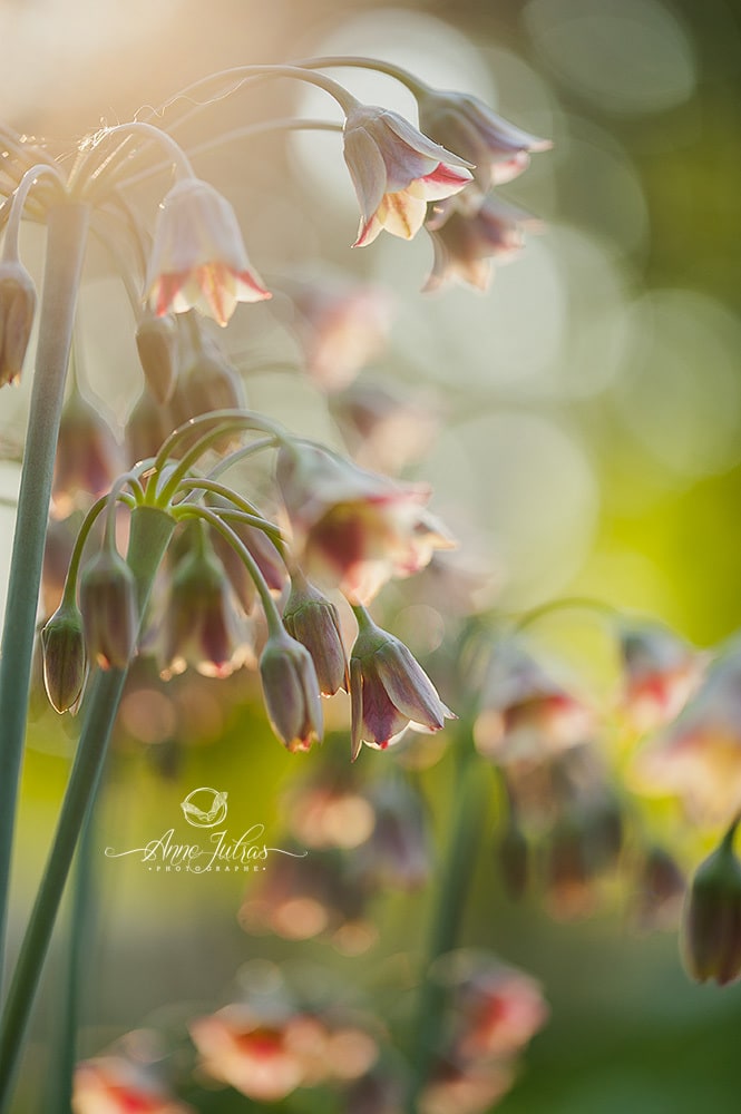 2-Le-choix-de-lobjectif fleurs clochette