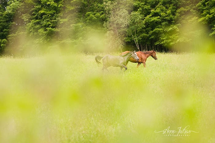 5-Photographier-au-travers- chevaux qui courent