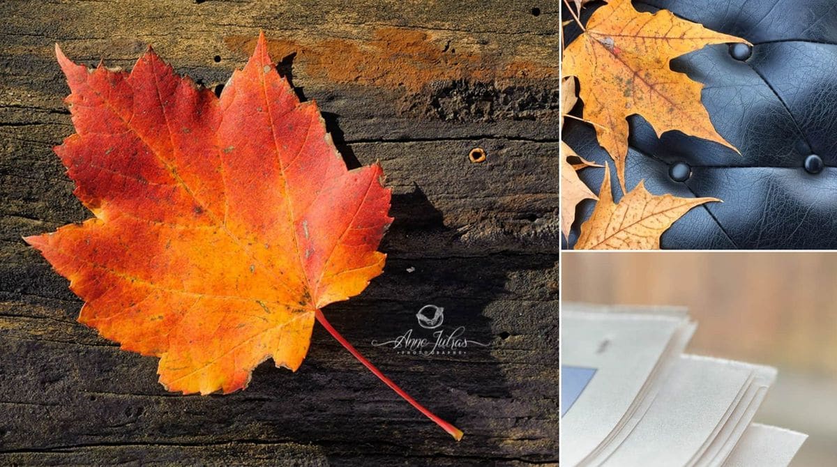 Comment flouter l’arrière-plan d’une photo naturellement : les 5 astuces indispensables ! Comment flouter l’arrière-plan d’une photo naturellement : les 5 astuces indispensables !