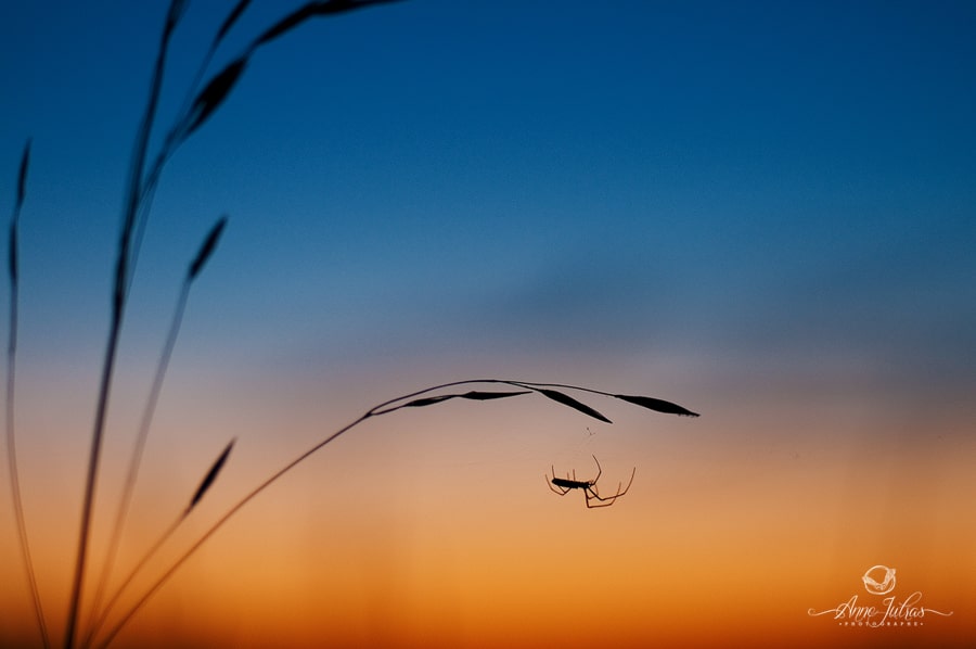 15_Photo-de-paysage-quel-type-de-lumi--re-favoriser-Contre-jour-min
