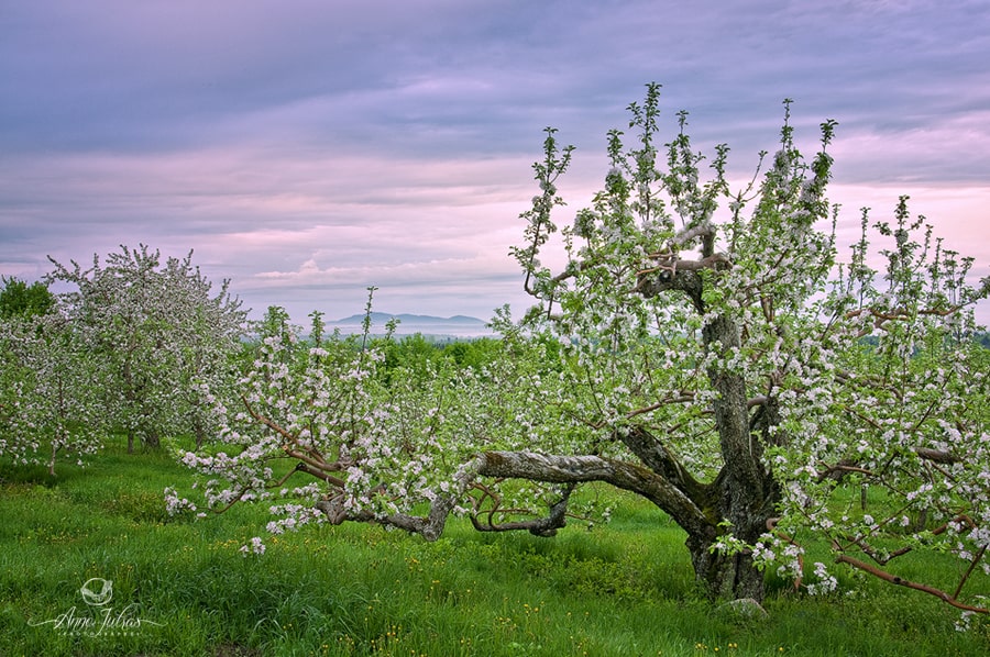 1_Photo-de-paysage_quel-type-de-lumi--re-favoriser_Lumi--re-diffuse-min