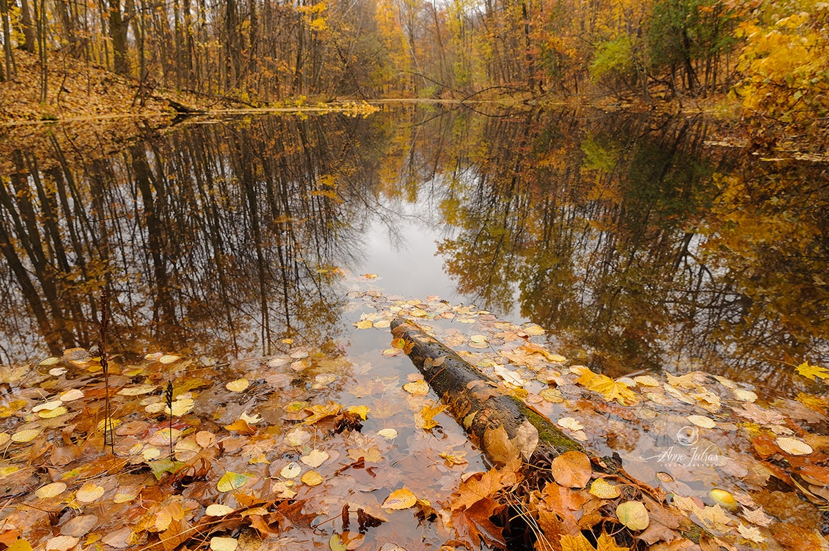 2016-11-05-brume-foret-lac-automne_web_0216-min