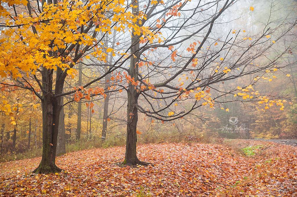 3-Tirer-profit-de-la-brume