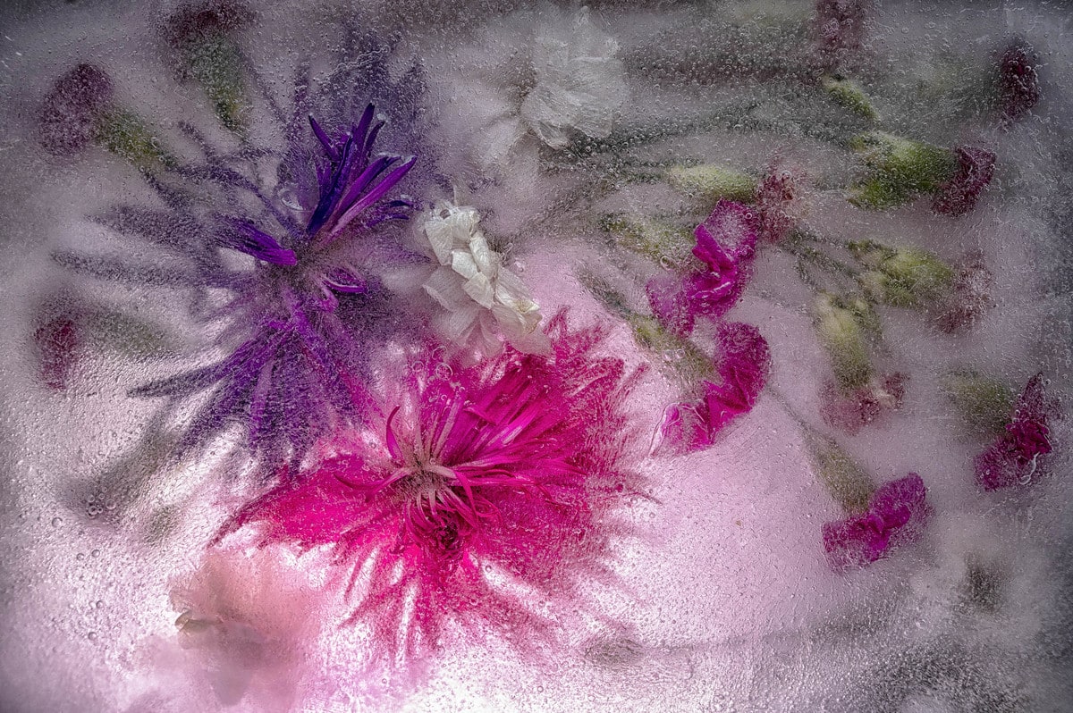 5B-Photographier-des-fleurs-figées-dans-la-glace-nano