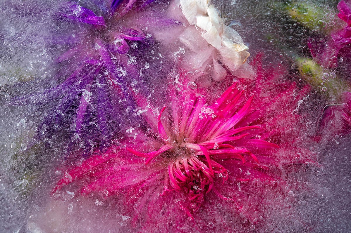 5C-Photographier-des-fleurs-figées-dans-la-glace-nano