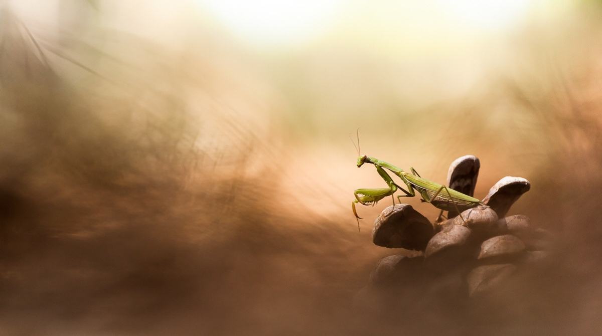 Vignette-blog-1200x670-4