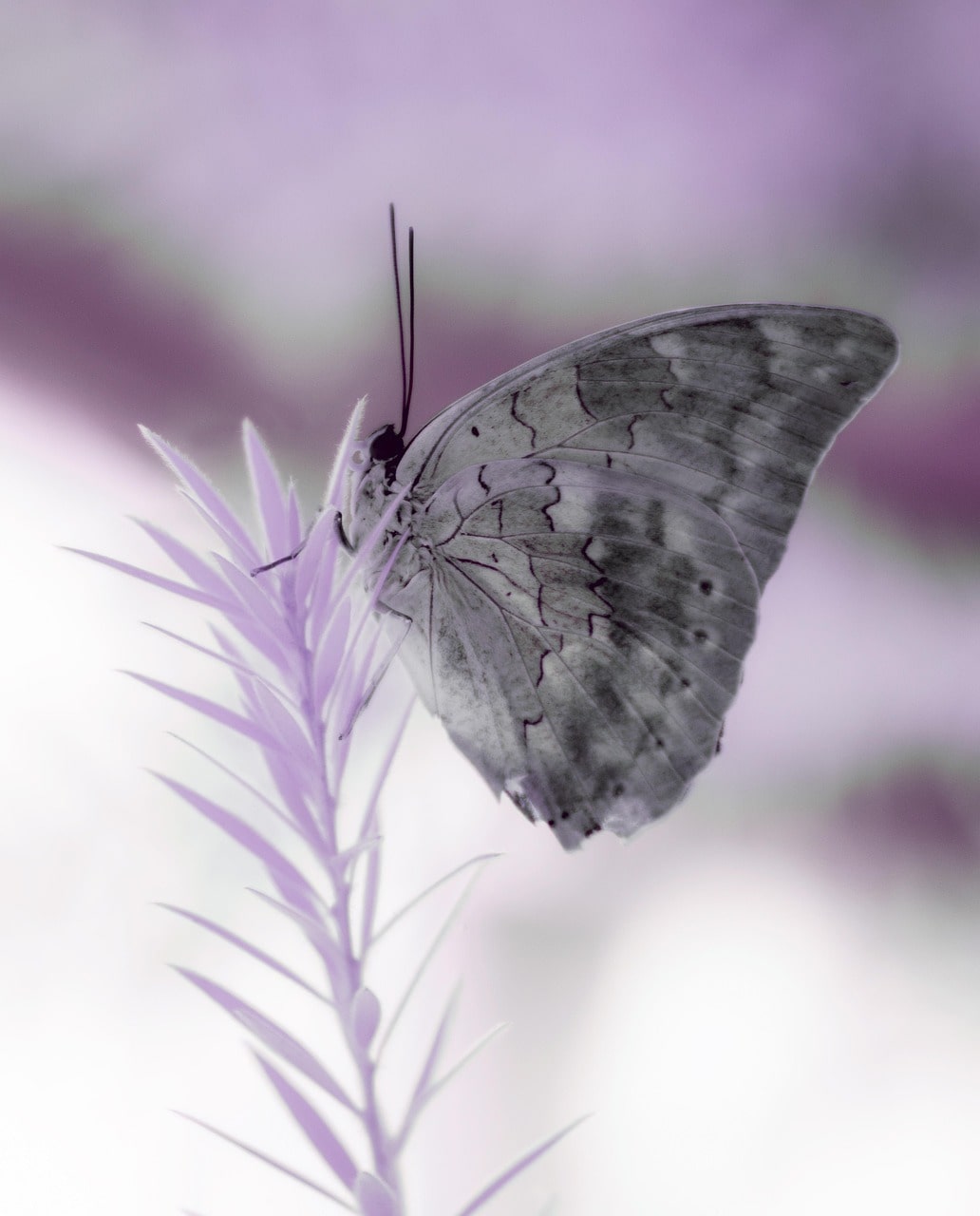 butterfly-7728091_1280-min