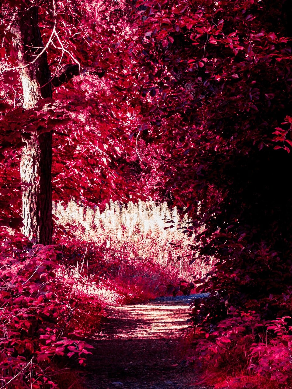 infrared-7456919_1280-min