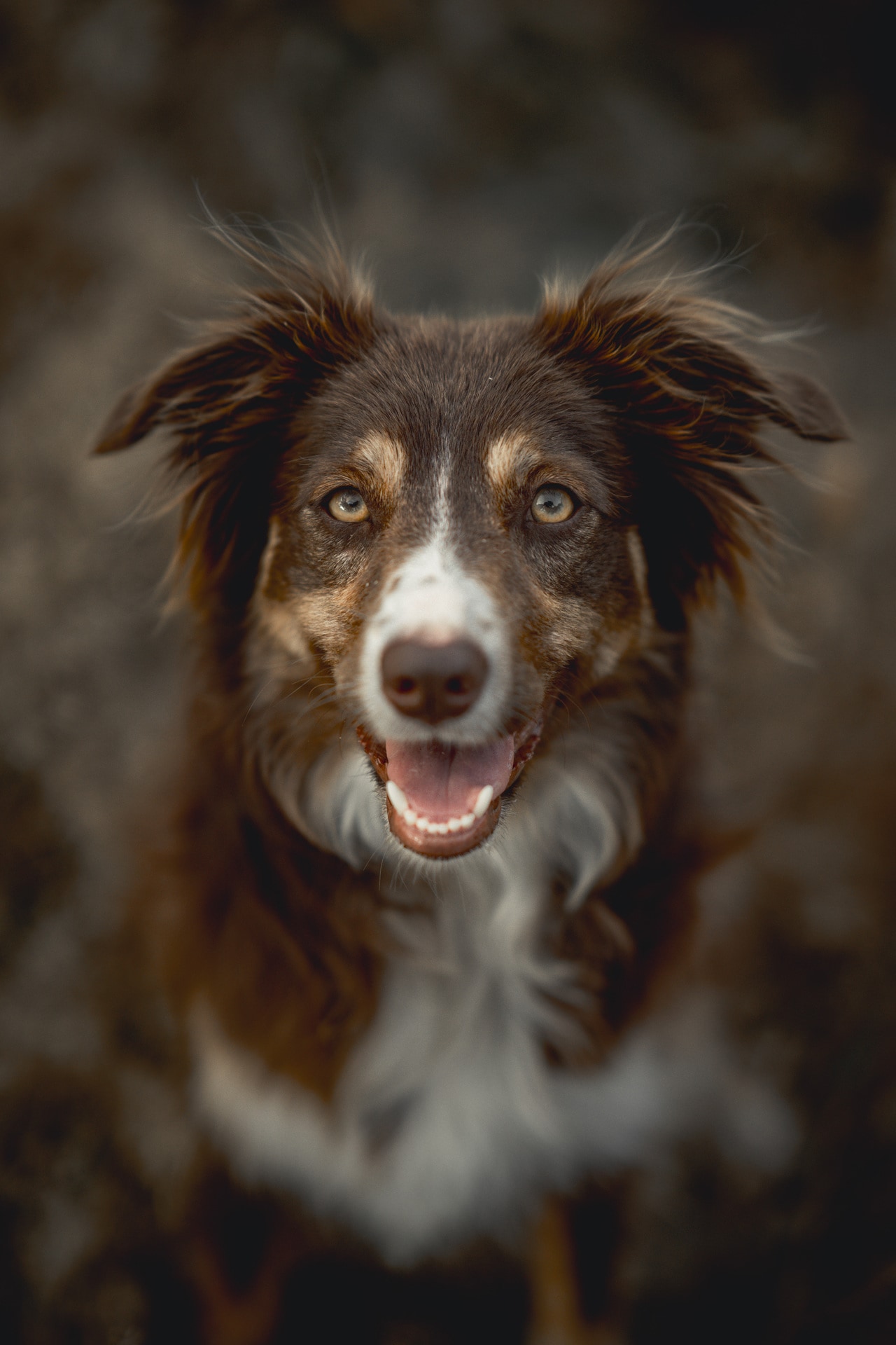 oska_portrait-chien-flou