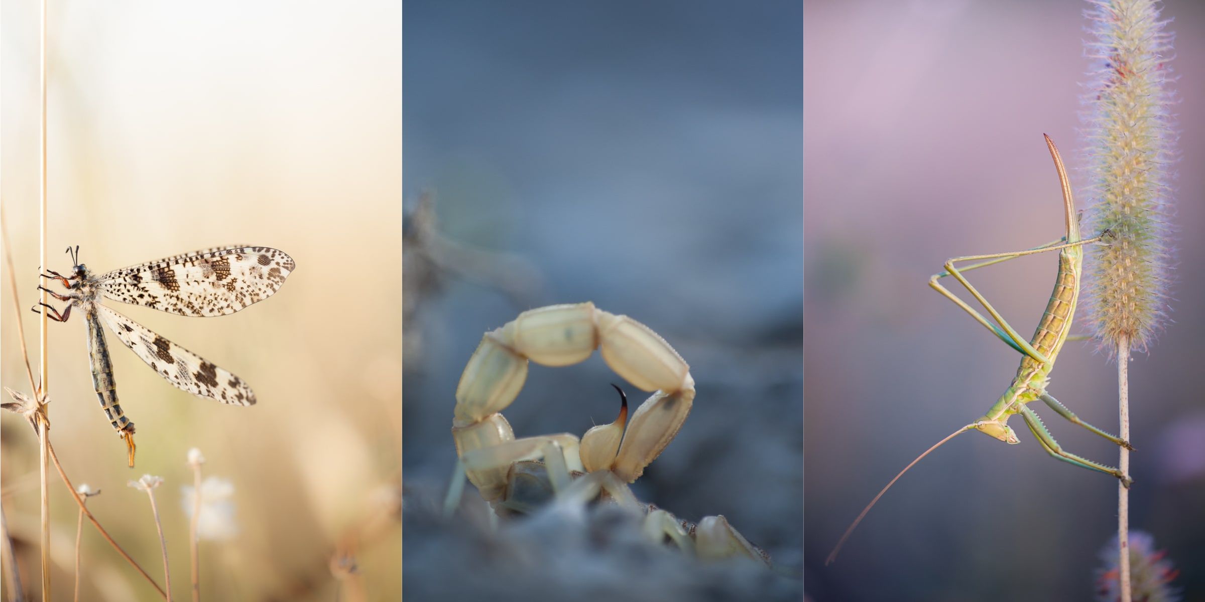 patrick-goujon-macro-photographie
