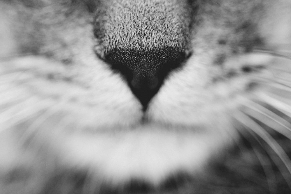 photo-danimaux-21-min