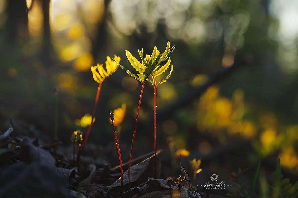 Anne-Jutras_20170512_web_0103